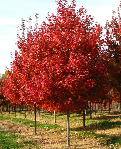Клен красный `Октобер Глори`, Acer rubrum `October Glory` | СадПарад